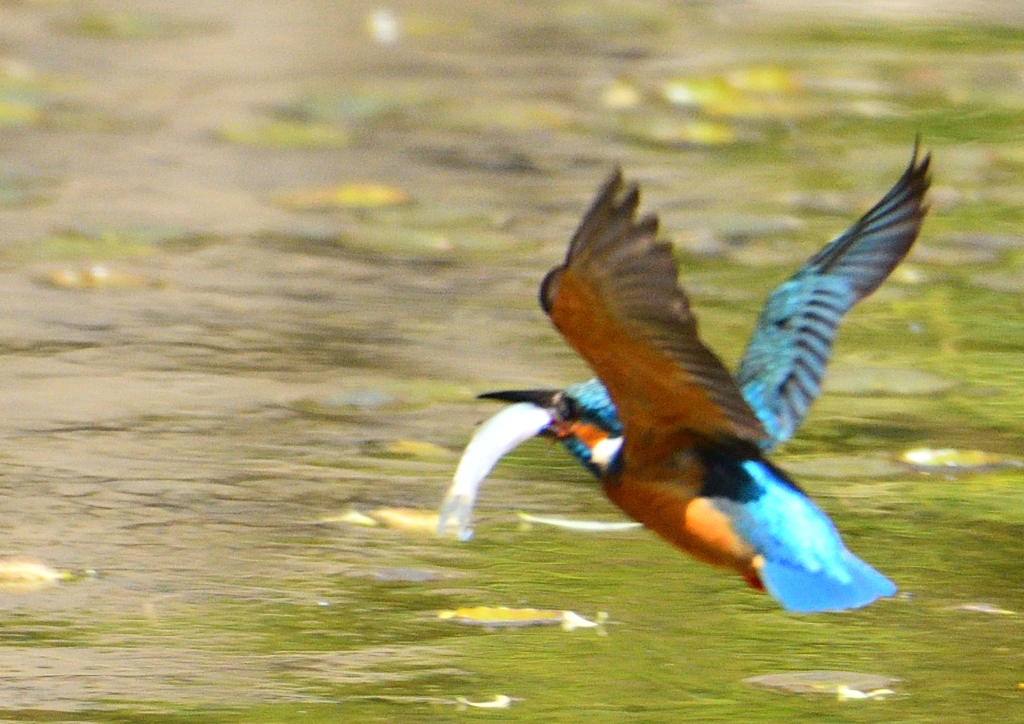 水辺の鳥　カワセミ