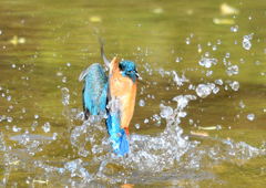 水辺の鳥　カワセミ