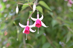 お花
