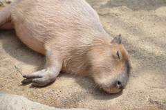カピバラ