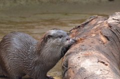 カワウソ