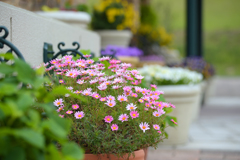 Welcome Flower