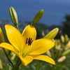 Lily