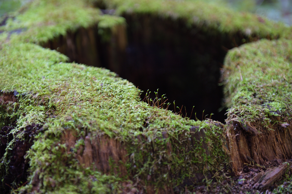 苔の生すまで