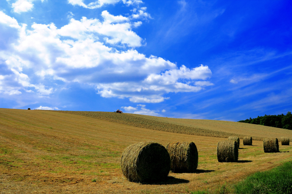 Field of Dreams