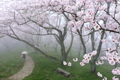 霧と桜の遊歩道