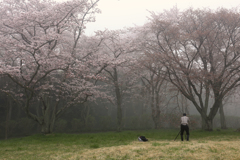 霧の桜と対峙する