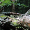 白駒池・苔の森③