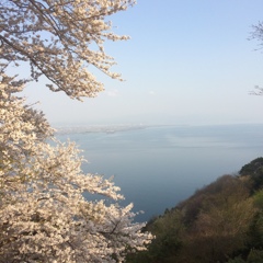 琵琶湖と桜  海津大崎付近