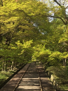 京都山科 毘沙門堂の緑