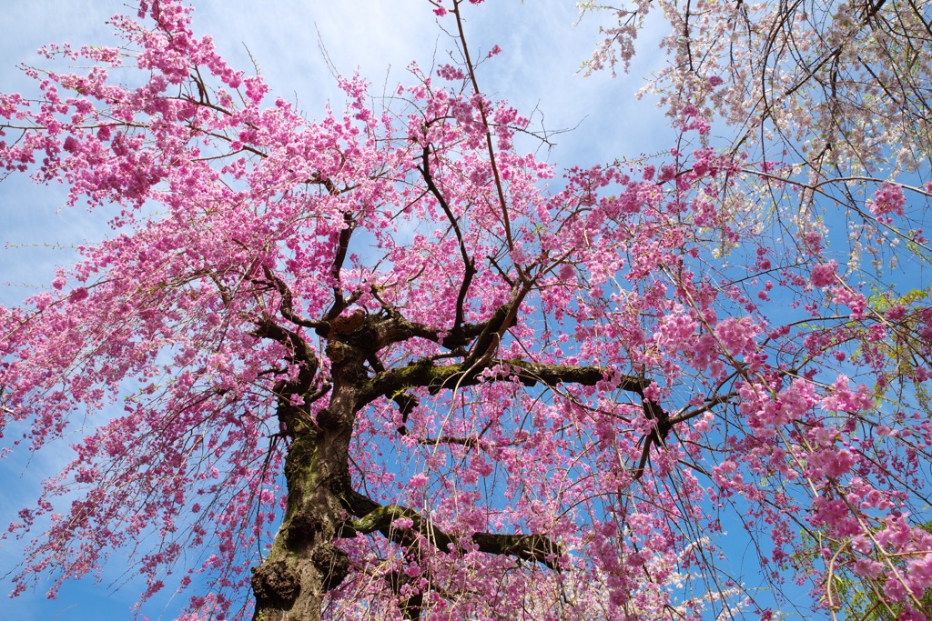 しだれ桜