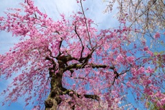 しだれ桜