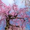 しだれ桜