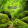 苔渓谷