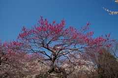 梅の花