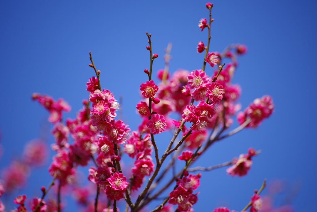 梅の花