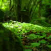 苔渓谷