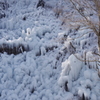 氷柱