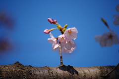 産声の桜.2