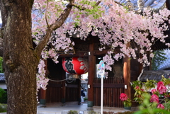 田無 総持寺のしだれ桜