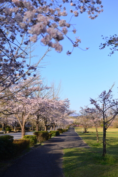 ミューズパークの桜