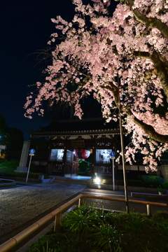 田無総持寺のしだれ桜 夜