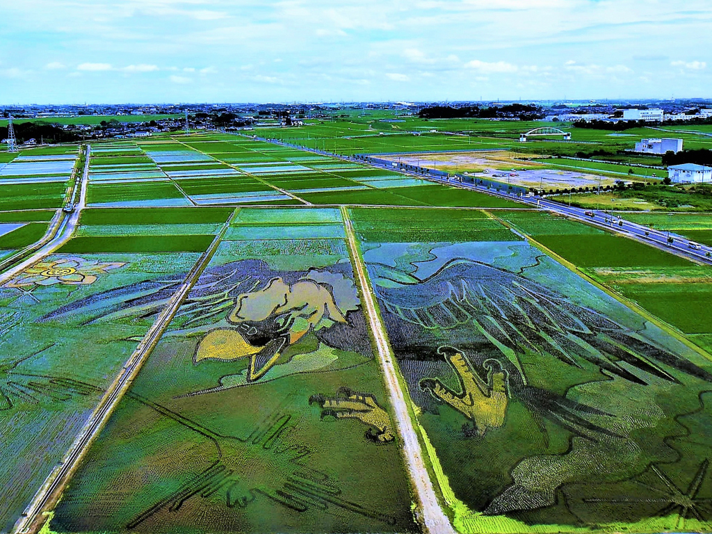 田んぼアート　コンドル　地上絵