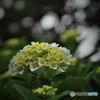 紫陽花③