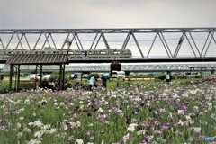 京成線と菖蒲