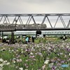 京成線と菖蒲