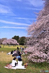 ママ友の花見