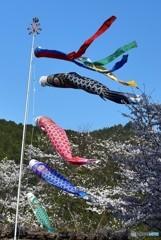 鯉のぼり