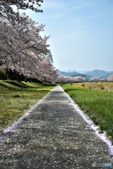 零れ桜街道