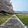 零れ桜街道