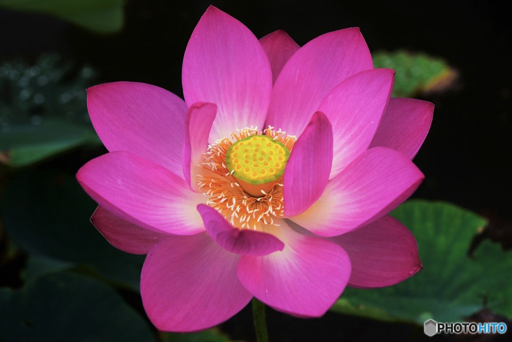 開花. 