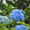 アジサイブルー②