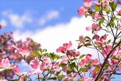青空に咲く花みずき
