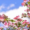青空に咲く花みずき