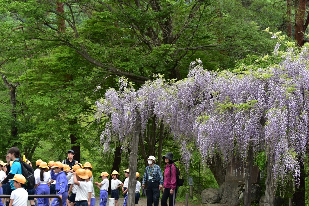 長瀞の山藤　小さな訪問者
