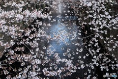 目黒川　朝陽を浴びて