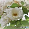 「innocence and purity（純潔と純粋）」