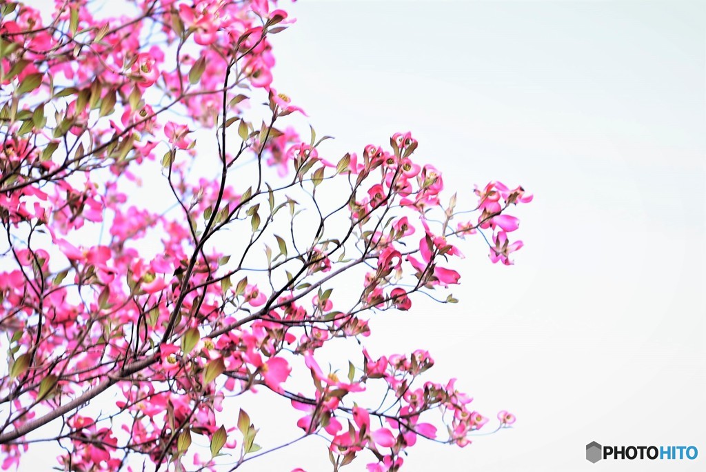 薄紅色の花みずき②