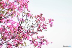 薄紅色の花みずき②
