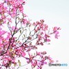 薄紅色の花みずき②