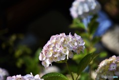 明月院　紫陽花②