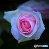薔薇①