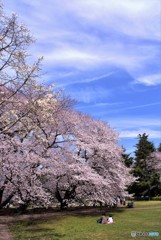 母娘の花見　