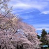 母娘の花見　