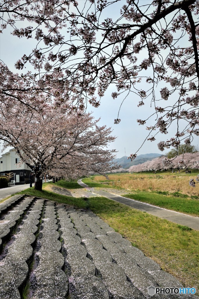 零れ桜の階段