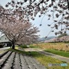 零れ桜の階段